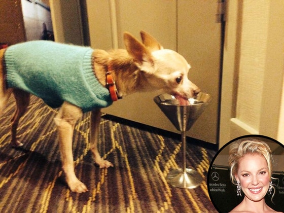 Katherine Heigl, Dog, Twitter Katherine Heigl, Dog, Twitter