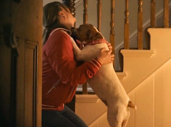 Dog Adoption Video Dog Adoption Video