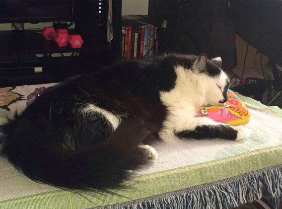 9111, Cat 9111, Cat