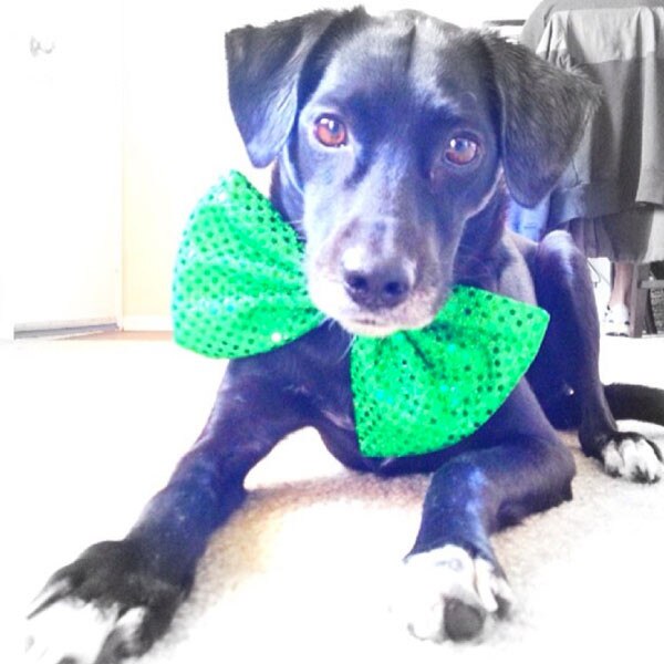 St. Pattys Pets St. Pattys Pets