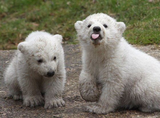Polar Bear Cubs, Twins Polar Bear Cubs, Twins