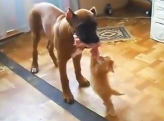 Kitten/Dog fight Kitten/Dog fight