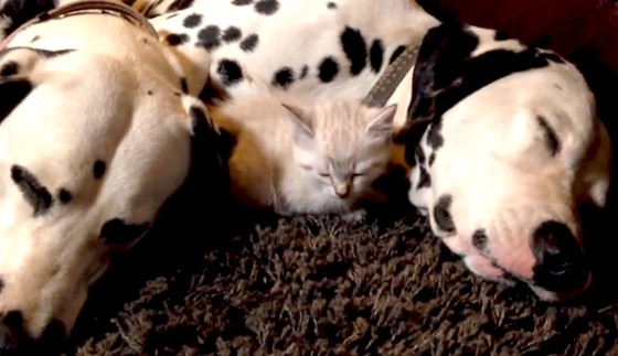 Kitten, Dalmation Puppy Kitten, Dalmation Puppy
