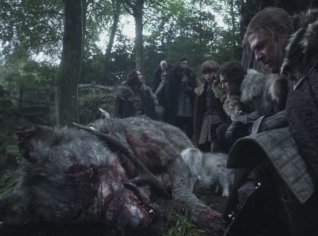 Lady, Arya's direwolf, Game of Thrones