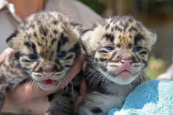 Baby Leopard Kittens Baby Leopard Kittens