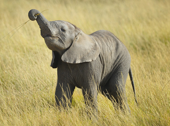 18 Videos That Prove Baby Elephants Are the Cutest Baby Animals Ever