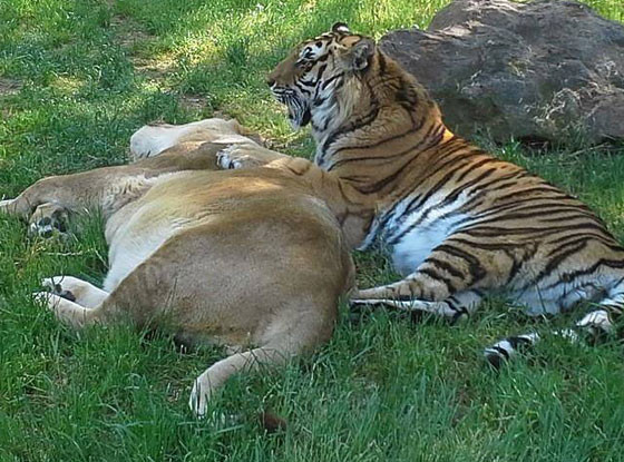 A Lion A Tiger And A Bear Are Best Friends And Its The Most Adorable