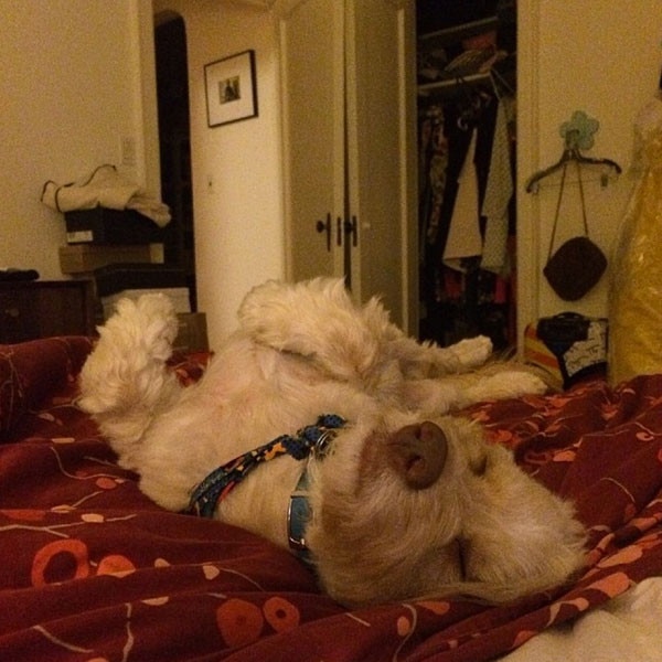 Lena Dunham's Dog Bit Her in the Ass So She Posted a Picture of Her