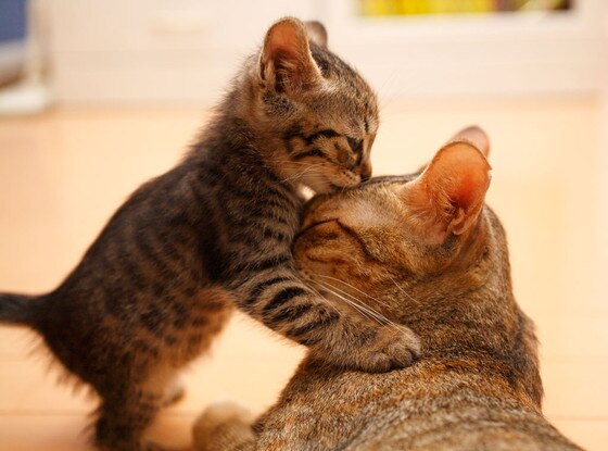 Two Cats Kissing Two Cats Kissing