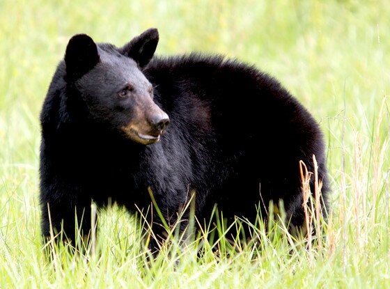 Bear Bear