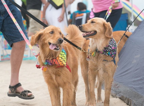 Nat'l Surf Dog Competition Nat'l Surf Dog Competition