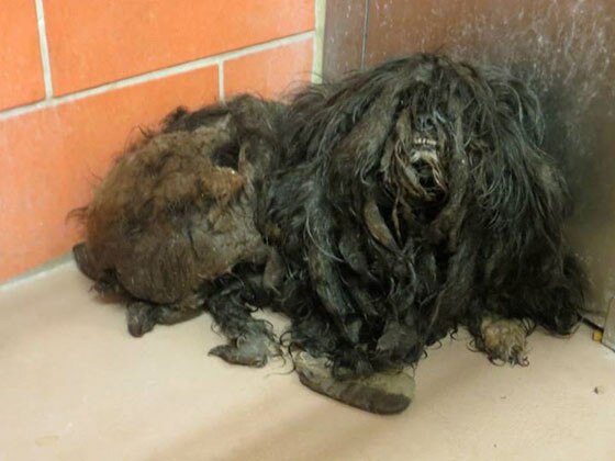 Elle the Dog, Trio Animal Foundation, FROM HELL TO HEAVEN… ELLEN HAS GOTTEN HER LIFE BACK! Elle the Dog, Trio Animal Foundation, FROM HELL TO HEAVEN… ELLEN HAS GOTTEN HER LIFE BACK!