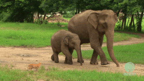 Watch What Happens When This Adorable Baby Elephant Meets ...