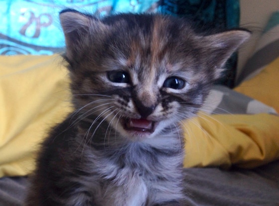 Meet Purrmanently Sad Cat, the Adorable Kitten Who Just Happens to Look