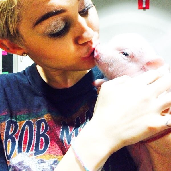 Miley Cyrus, Bubba Sue The Pig, Instagram Miley Cyrus, Bubba Sue The Pig, Instagram