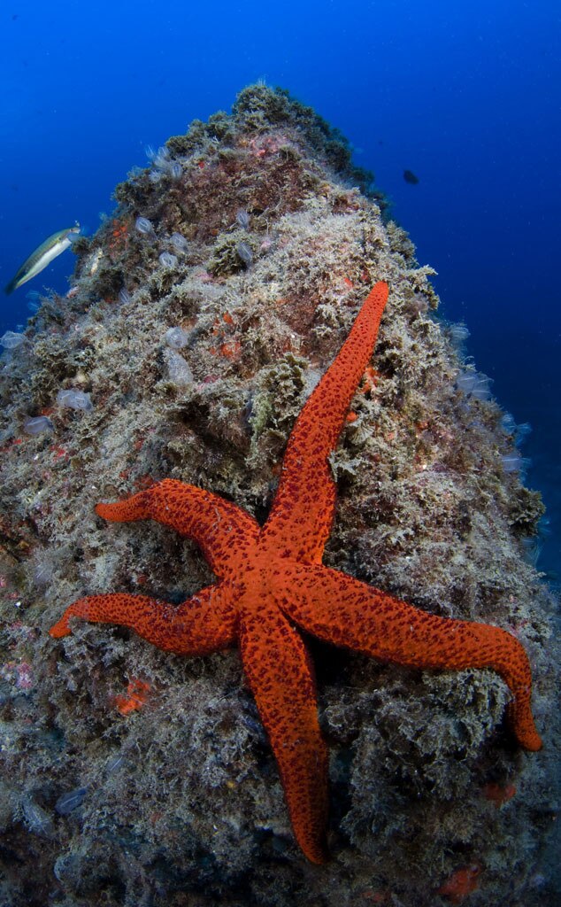 starfish-from-the-weirdest-food-you-can-eat-in-china