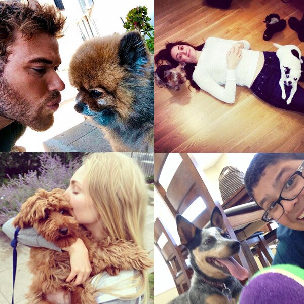 Celeb Dog Owners Celeb Dog Owners