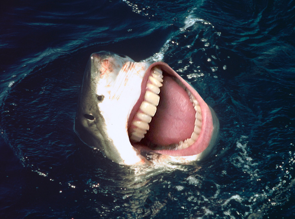 Can You Guess The Celeb Smile? From Celeb Shark Smiles 