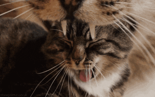 Kucing
