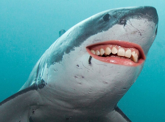 Celeb Shark Smiles, Shark Week Celeb Shark Smiles, Shark Week