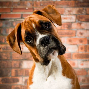 Platinum Dog Food Germany Platinum Dog Food Germany