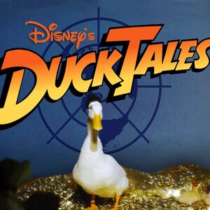 ducktales theme song with real ducks oh my disney irl