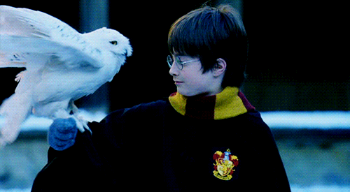 Harry Potter miatt fellendült az illegális bagolykereskedelem 1