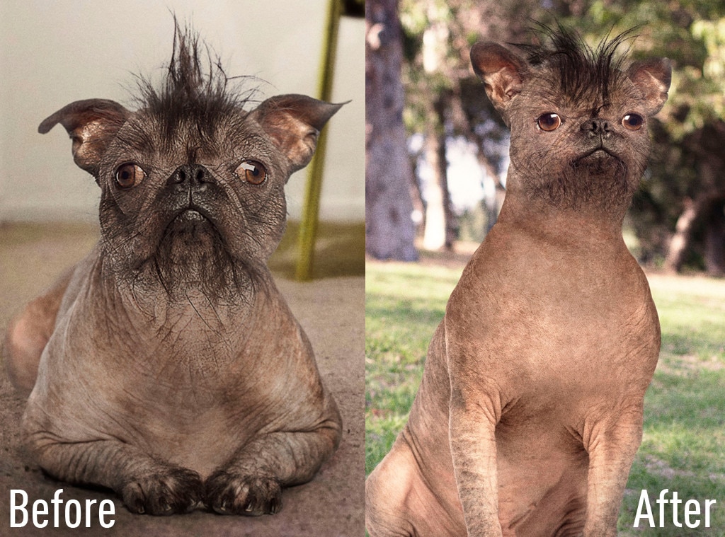 L.A. Dog Owner Takes Pet for Plastic Surgery, Says It Was Time for Him to Get Something Done E