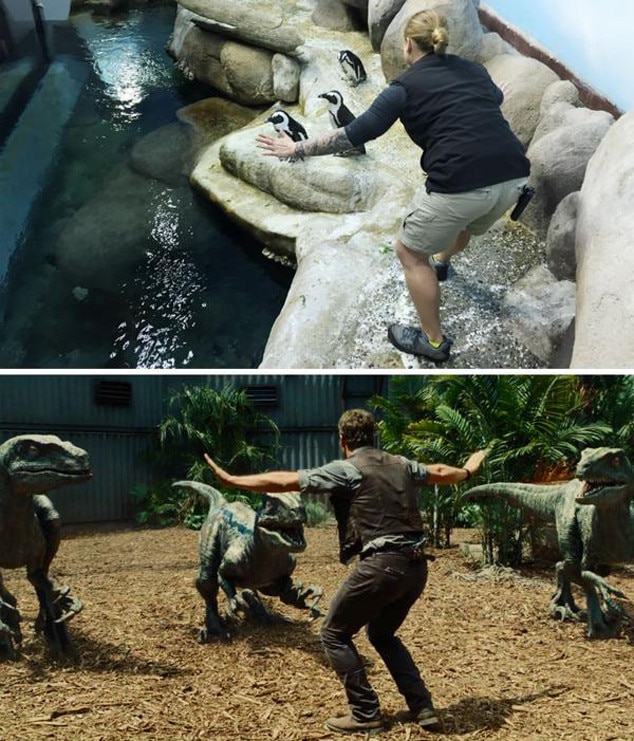 velociraptor training