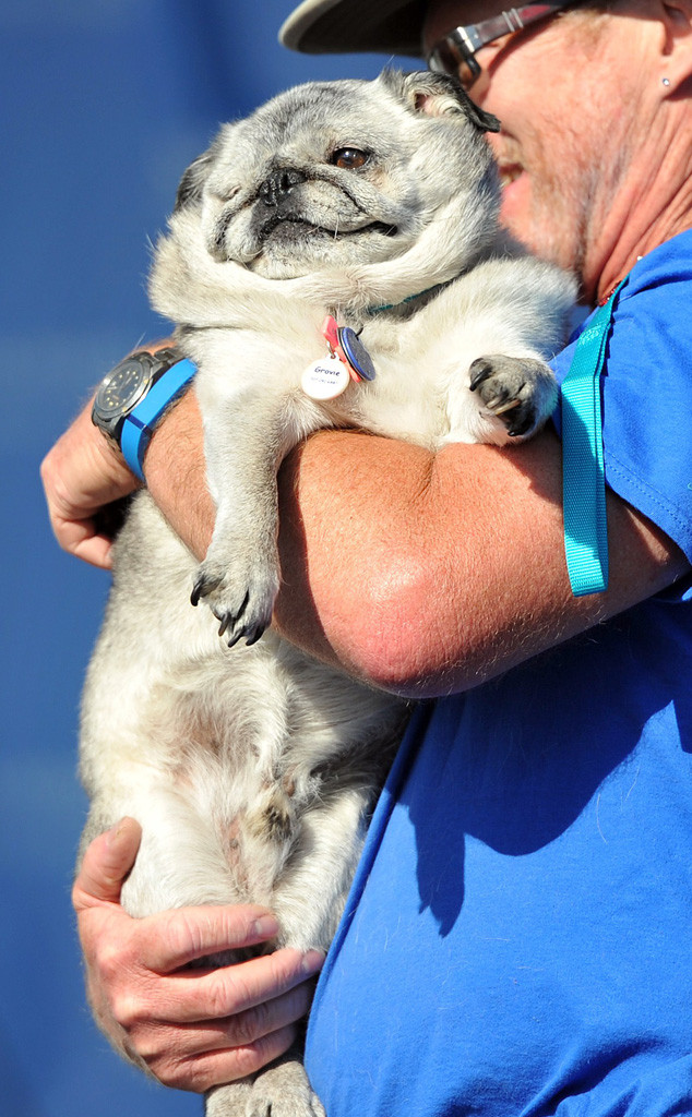 World's Ugliest Dog of 2015 Is...Quasi Modo—See Pics of the Competition