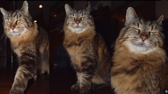Corduroy the Cat, Oldest Living Cat, Guinness World Records Corduroy the Cat, Oldest Living Cat, Guinness World Records
