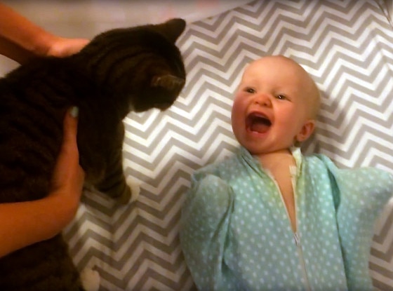 Cat, Baby Cat, Baby