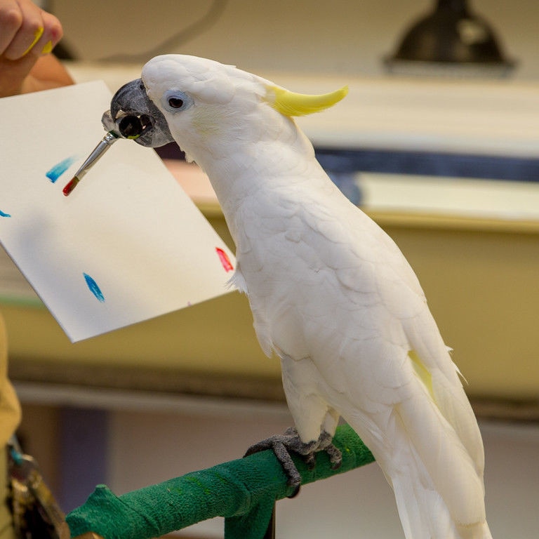 Oakland Zoo to Auction Off Paintings Created Entirely by Its Animals