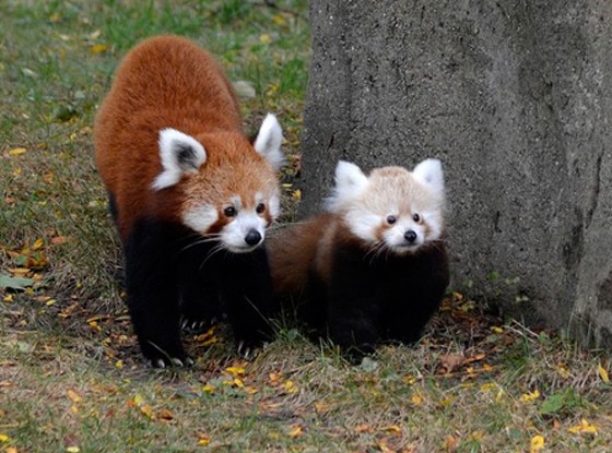 The Detroit Zoo Just Debuted Its New And Insanely Adorable Baby Red ...