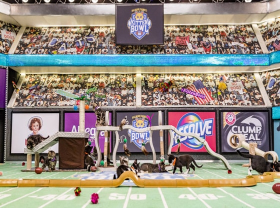 Kitten Bowl 2016 Kitten Bowl 2016