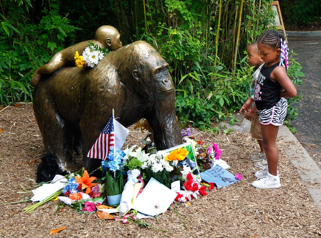 Harambe, Cincinnati Zoo Harambe, Cincinnati Zoo