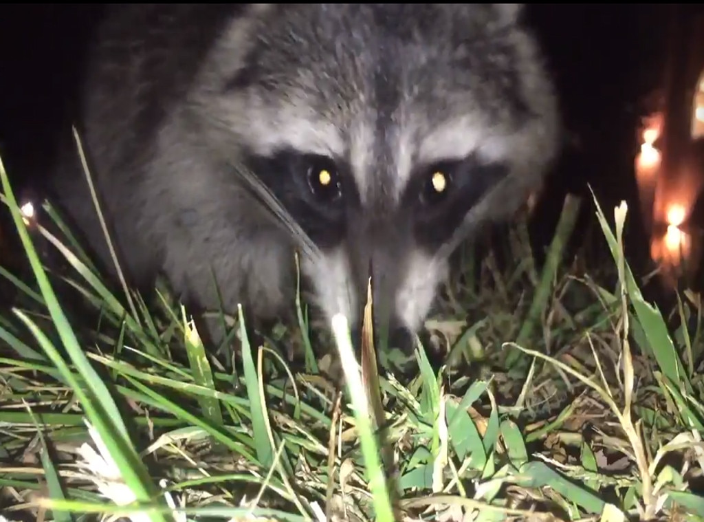Raccoon Steals Phone, Viral Video Raccoon Steals Phone, Viral Video