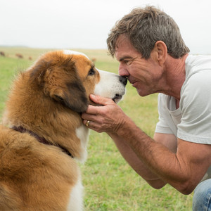 A Dog's Purpose Author W. Bruce Cameron Speaks Out About Controversial Video
