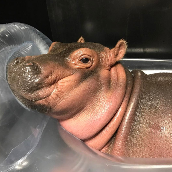 Cincinnati Zoo's Cute Baby Hippo Takes a Nap in the Shower - E! Online
