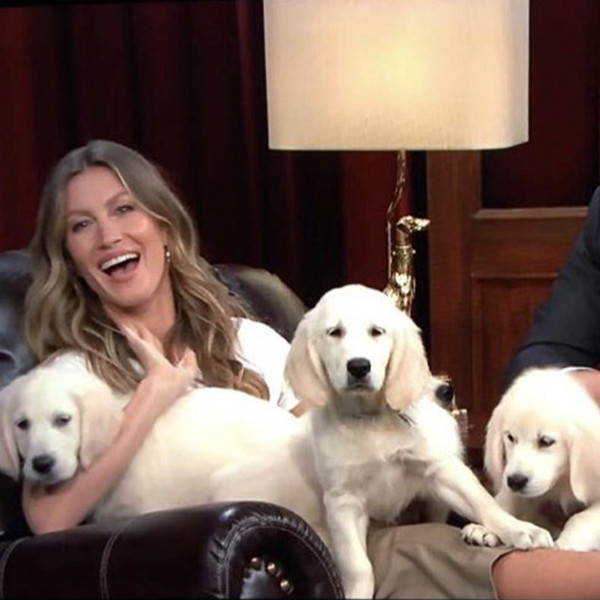 jimmy fallon puppy predictor jimmy fallon s puppies predict kentucky derby 2017 results and get cuddles from gisele jimmy fallon puppy predictor jimmy fallon s puppies predict kentucky derby 2017 results and get cuddles from gisele