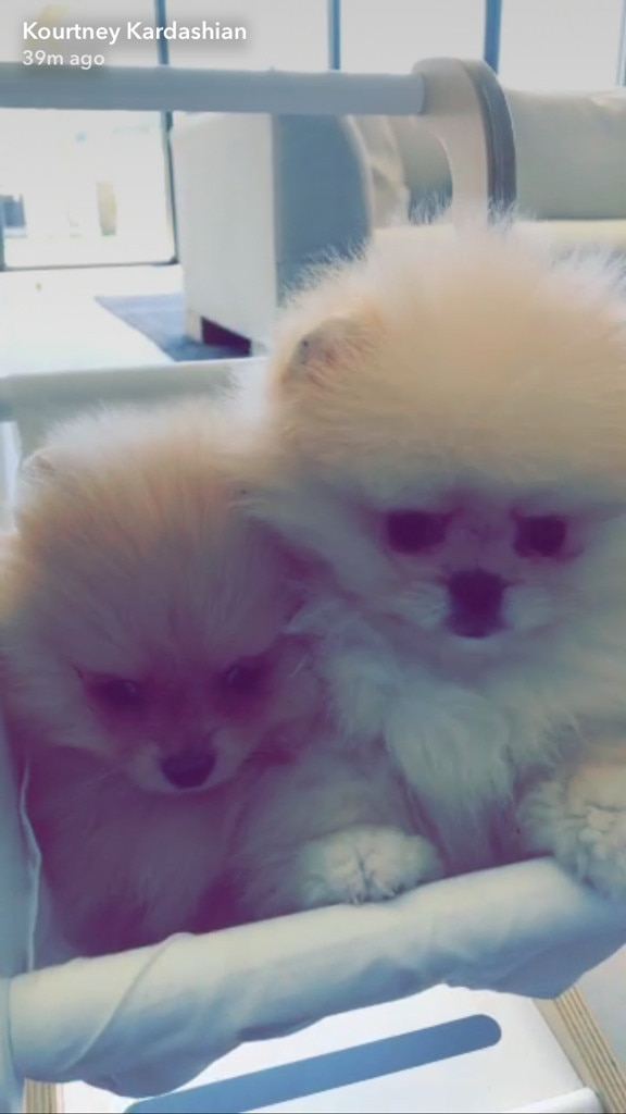 North West, 4th Birthday, Puppies