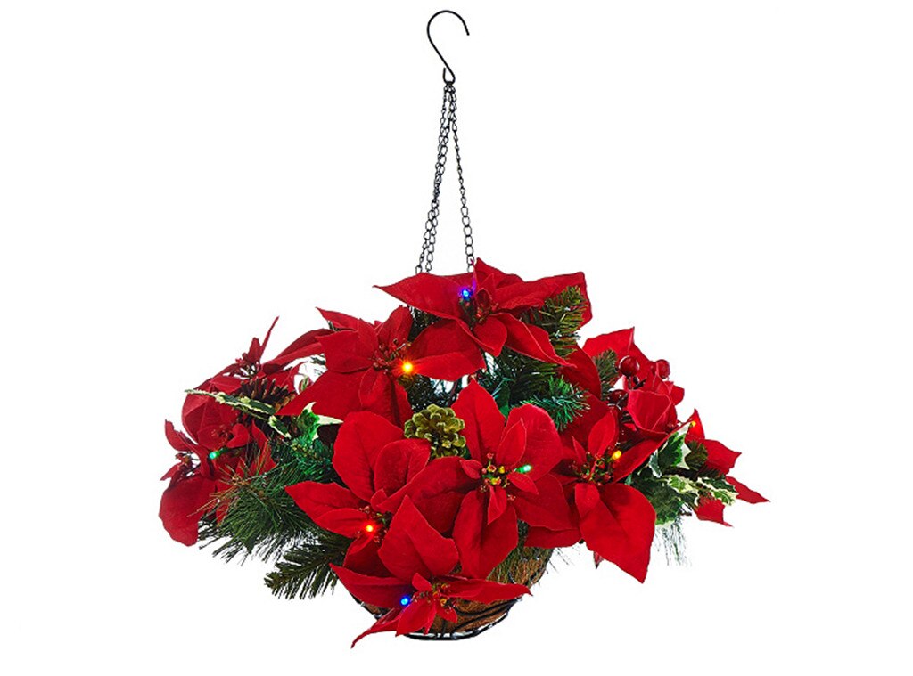Poinsettia, Christmas in July