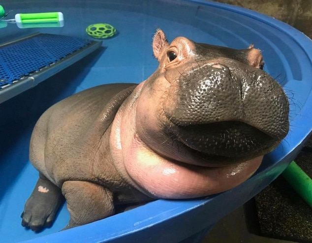 Fat and Fabulous from Fiona the Hippo: A Love Story | E! News