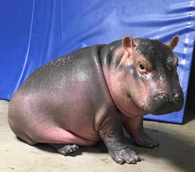 Fiona the Hippo Is Six Months! A Timeline of Her Biggest Milestones and