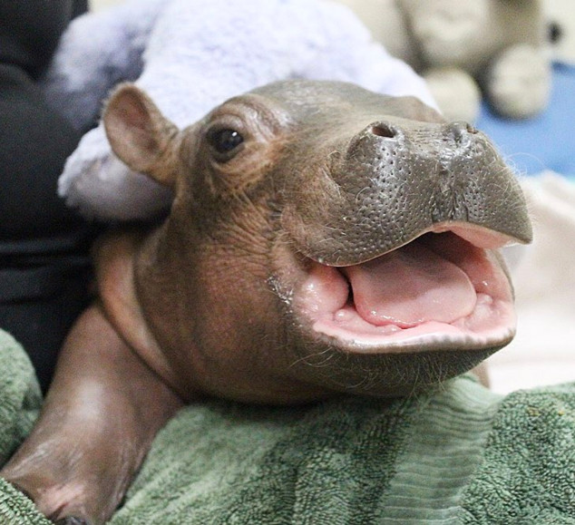 Fiona the Hippo: A Love Story