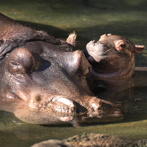 Fiona, You've Got Some Competition! Baby Hippo Born at Disney World's Animal Kingdom