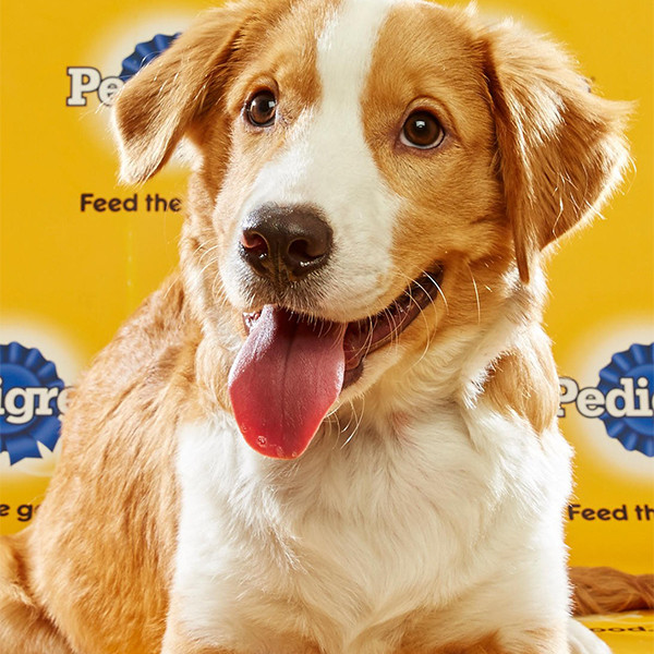 2018 Puppy Bowl to Include Dogs Rescued From Hurricane Zones