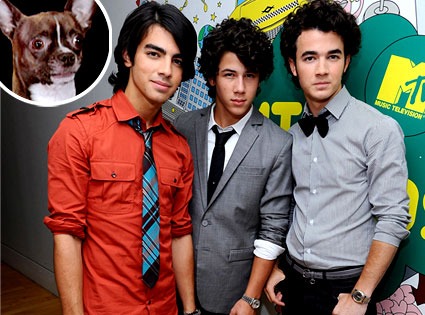 The Jonas Brothers, Lou the Chihuahua