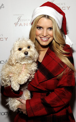 what happened to jessica simpson dog daisy