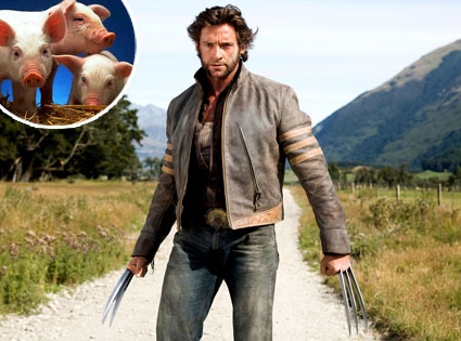 Hugh Jackman, Wolverine, Piglets